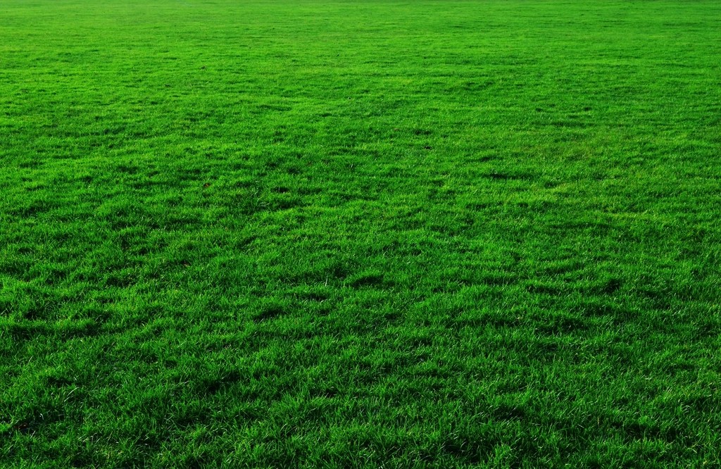 Green grass field background, Los Robots Cortacésped Más Avanzados Para Olvidarte de Cortar el Césped